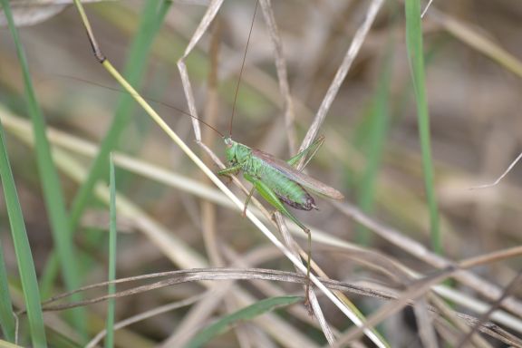 Long-winged Conehead 